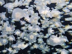 -太平洋海底世界