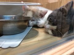 -屋虎猫馆(宝安大仟里店)