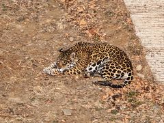 -石家庄市动物园