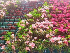 -石家庄市植物园