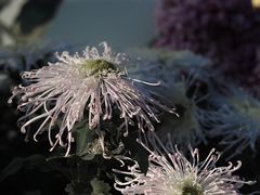-杭州植物园