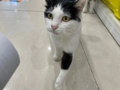 店里猫咪-悦宠凯宝动物医院·牙科·皮肤科(朝阳北路店)