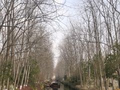 -合肥滨湖国家森林公园