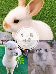 -萌宠亲子动物乐园(槐房万达店)