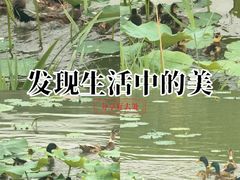 -稻香湖公园