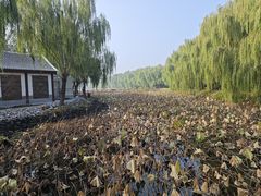 -白洋淀景区