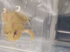 -酷以爬仙阁实体爬宠店·守宫·蜥蜴·专业繁育