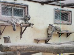 -青藏高原野生动物园