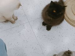 -喵园·猫主题咖啡厅·撸猫·猫咖(国贸店)