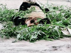 -都江堰中华大熊猫苑