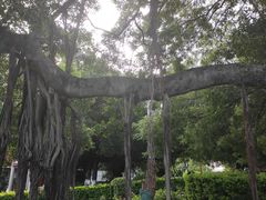 -古榕公园