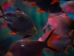 -上海海洋水族馆