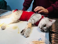 -瑞派福兴宠物医院犬猫全科·骨科·中西医结合(河东店)