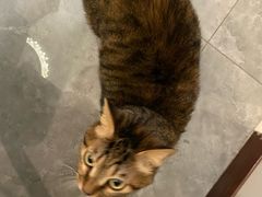 -爱贝特动物医院·猫口炎专科