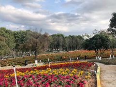 -松山湖梦幻百花洲