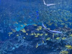 -海合安成都极地海洋公园