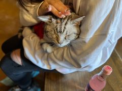 -猫猫幼稚园·撸猫·桌游·电玩