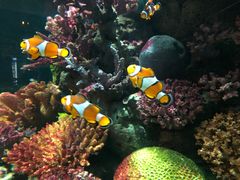 -暹罗海洋世界