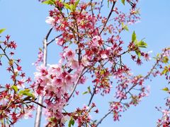 -顾村公园
