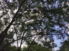 -木兰云雾山