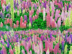 -径山花海
