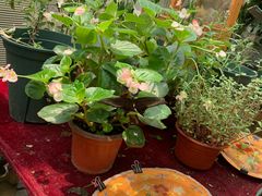 -上海大自然野生昆虫馆(东方明珠·爬宠昆虫探索中心)