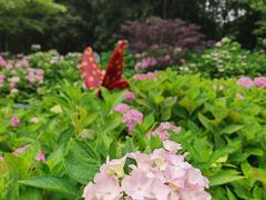 -上海共青森林公园