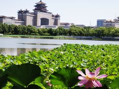 -莲花池公园
