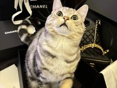 -Chanel(德基广场店)