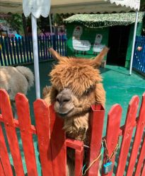 -萌宠亲子动物乐园(槐房万达店)