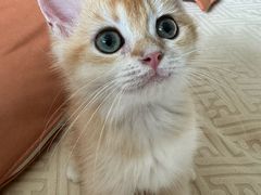 -中农国际动物医院24小时·猫科·骨科·急重症中心