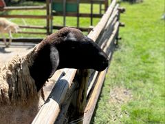 -芭厘·农庄老字号.电饭煲五指毛桃焗鸡