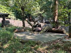 -都江堰中华大熊猫苑