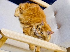 -藏猫猫咖啡主题馆(中央大道店)