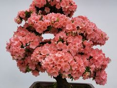 -杭州植物园