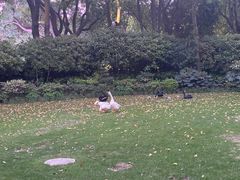 -得丘礼享谷·玉兰苑