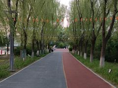 -大兴滨河森林公园