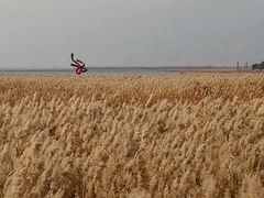 -哈素海