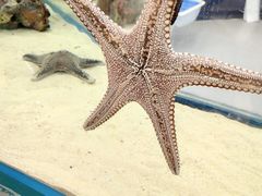 -上海海洋水族馆