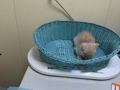 -纳吉亚猫专科动物医院博雅分院