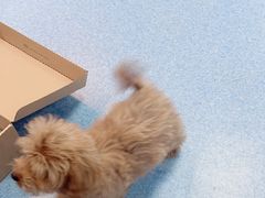 -万博宠物医院·手术·诊疗(未央凤城五路店)