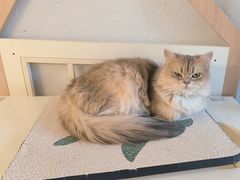 -琪喵猫屋·撸猫猫咖·猫舍