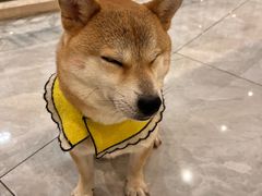 -柴犬小屋·柴餐厅·狗咖食堂(金鼎广场店)