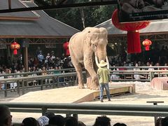 -野象谷景区