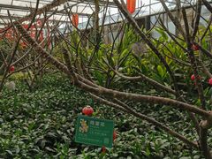 -南宫五洲植物乐园