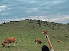 -大姆山草场