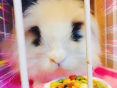 -瑞派·关忠动物医院·异宠专科·犬猫肿瘤·皮肤专科(望京店)