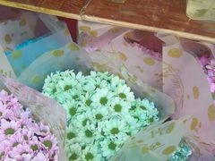 -溪岸路花鸟市场