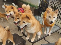 -柴犬高等学院·狗咖·柴犬售卖·宠物训练