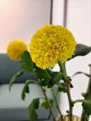 -妈妈时光机医疗产后修复(南山茂业百货店)